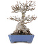Acer buergerianum, 16 cm, ± 20 años