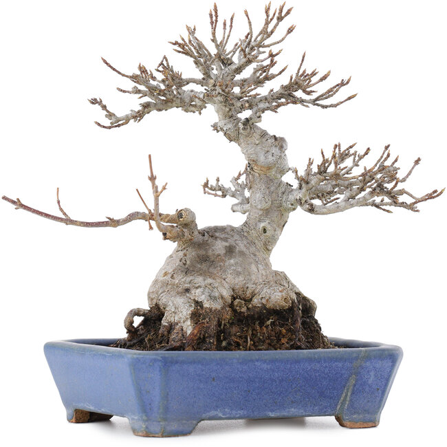 Acer buergerianum, 16 cm, ± 20 years old