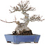 Acer buergerianum, 16 cm, ± 20 años