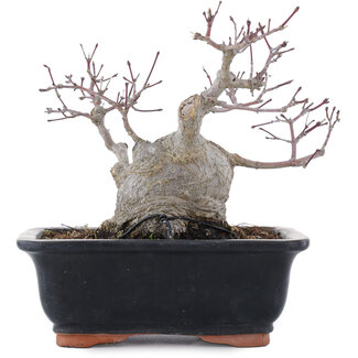 Acer palmatum, 18,5 cm, ± 20 años
