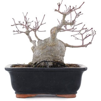 Acer palmatum, 18,5 cm, ± 20 Jahre alt