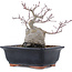 Acer palmatum, 18,5 cm, ± 20 anni