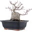 Acer palmatum, 18,5 cm, ± 20 Jahre alt