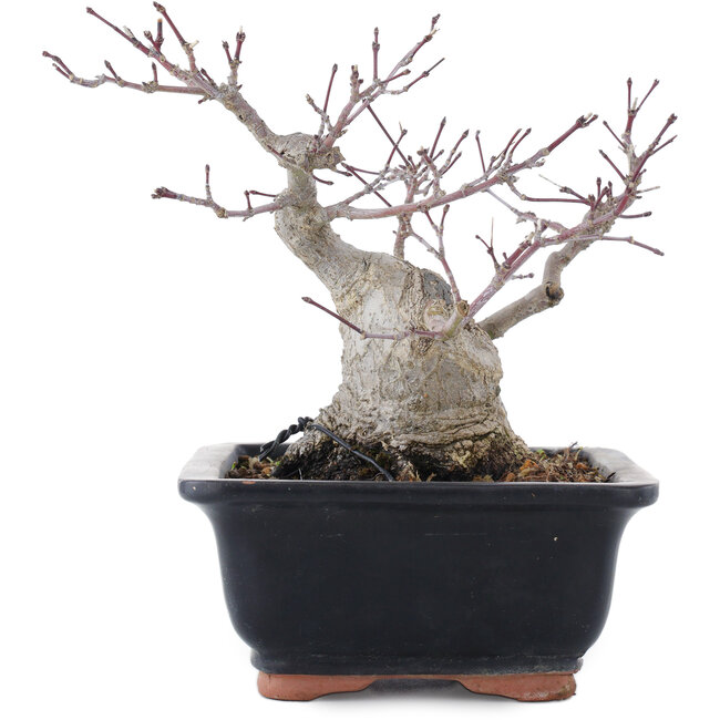 Acer palmatum, 18,5 cm, ± 20 years old