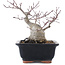 Acer palmatum, 18,5 cm, ± 20 ans