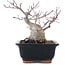 Acer palmatum, 18,5 cm, ± 20 Jahre alt