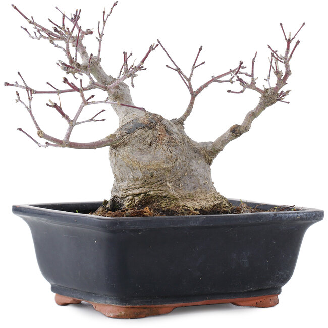 Acer palmatum, 18,5 cm, ± 20 Jahre alt