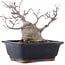 Acer palmatum, 18,5 cm, ± 20 Jahre alt