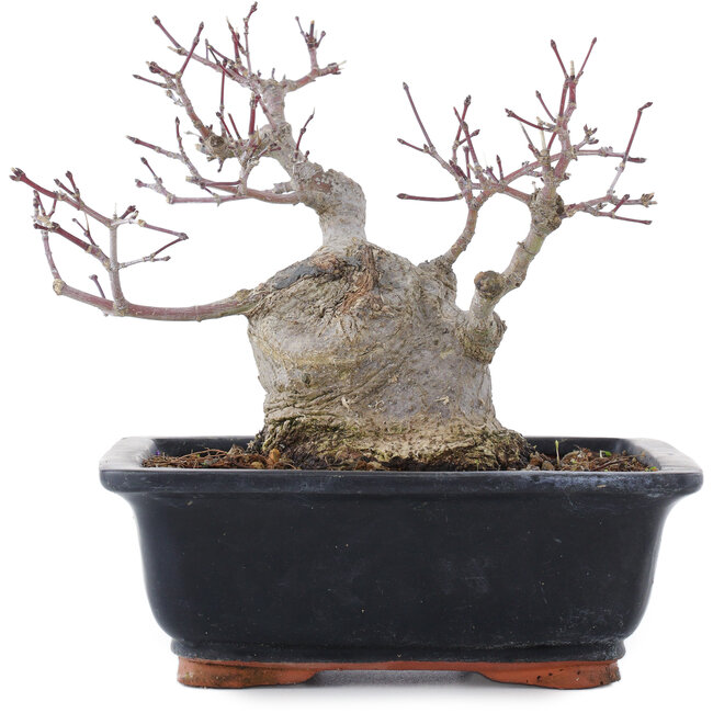 Acer palmatum, 18,5 cm, ± 20 ans