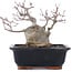 Acer palmatum, 18,5 cm, ± 20 Jahre alt