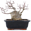 Acer palmatum, 18,5 cm, ± 20 years old