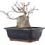 Acer palmatum, 18,5 cm, ± 20 Jahre alt