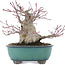 Acer palmatum, 15,5 cm, ± 30 anni
