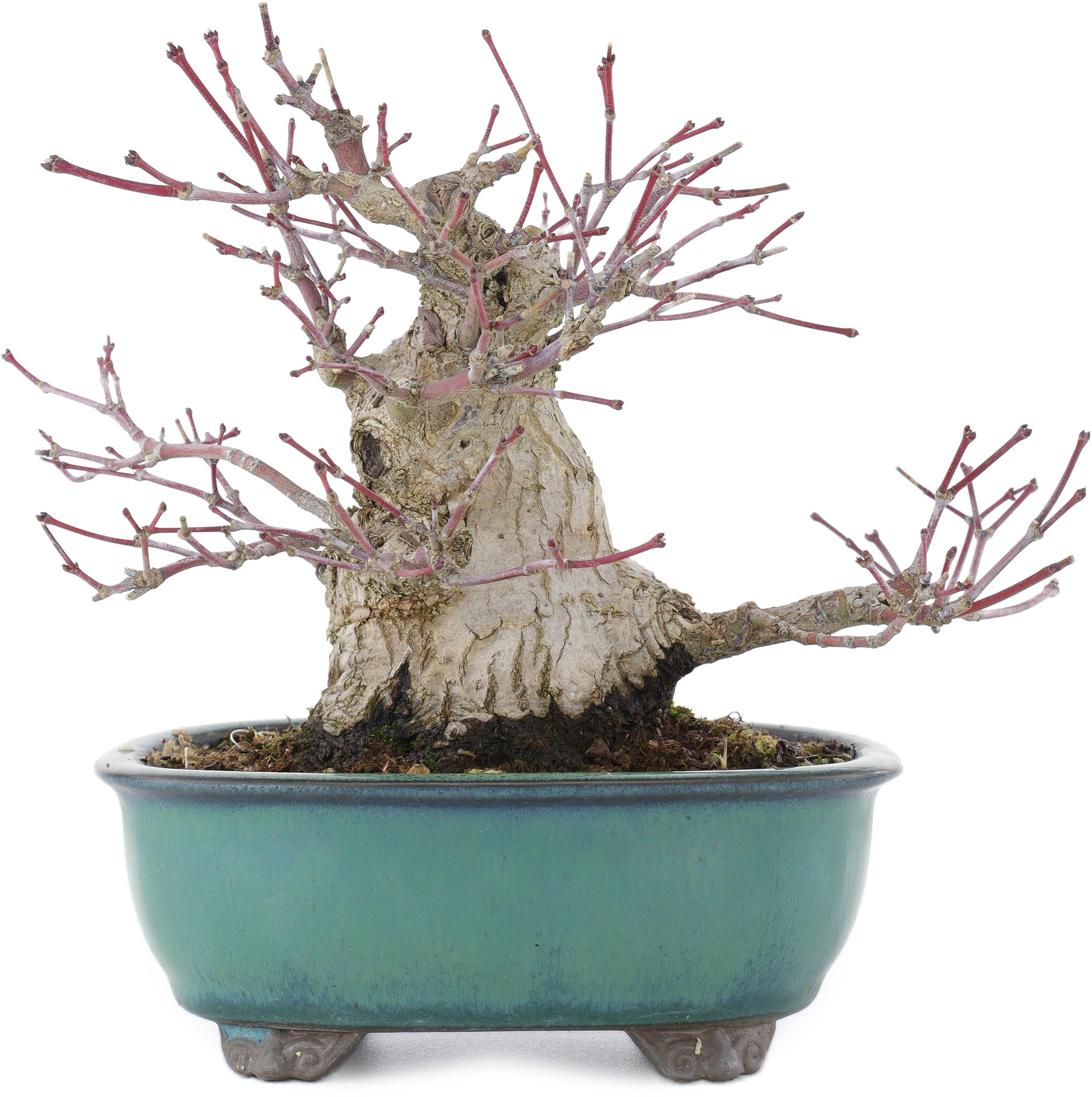 Acer palmatum, 15,5 cm,  30 Jahre alt - Bonsai Plaza