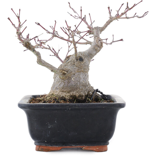 Acer palmatum, 18,5 cm, ± 20 jaar oud