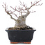 Acer palmatum, 18,5 cm, ± 20 anni