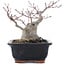 Acer palmatum, 18,5 cm, ± 20 Jahre alt