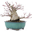 Acer palmatum, 15,5 cm, ± 30 anni