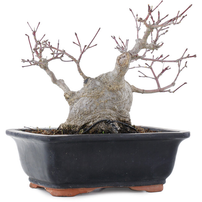 Acer palmatum, 18,5 cm, ± 20 años