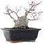 Acer palmatum, 18,5 cm, ± 20 Jahre alt