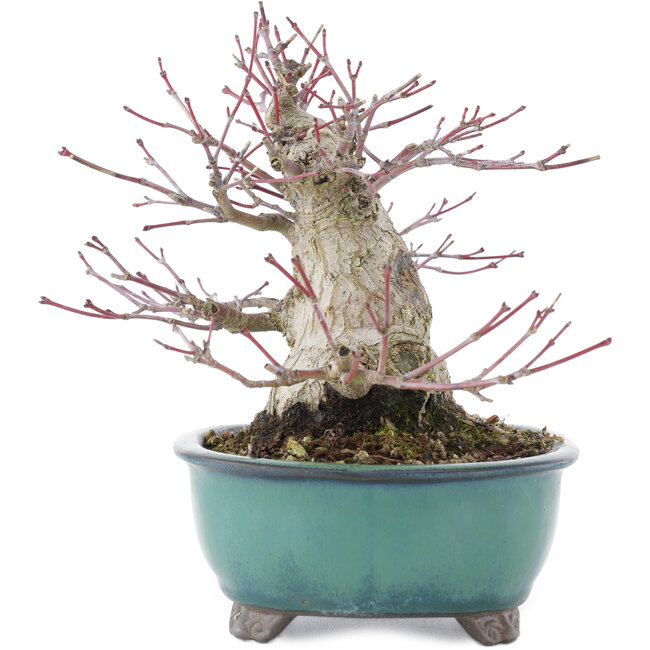 Acer palmatum, 15,5 cm, ± 30 ans