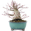 Acer palmatum, 15,5 cm, ± 30 años