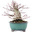 Acer palmatum, 15,5 cm, ± 30 Jahre alt