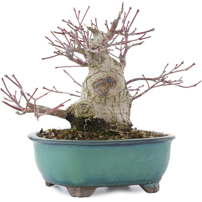 Acer palmatum, 15,5 cm, ± 30 ans