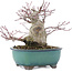 Acer palmatum, 15,5 cm, ± 30 anni