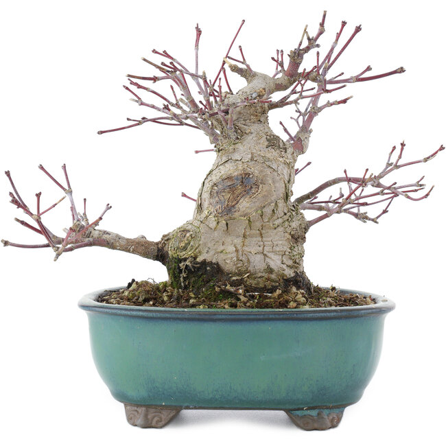 Acer palmatum, 15,5 cm, ± 30 anni