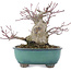 Acer palmatum, 15,5 cm, ± 30 anni