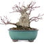 Acer palmatum, 15,5 cm, ± 30 Jahre alt