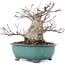 Acer palmatum, 15,5 cm, ± 30 Jahre alt