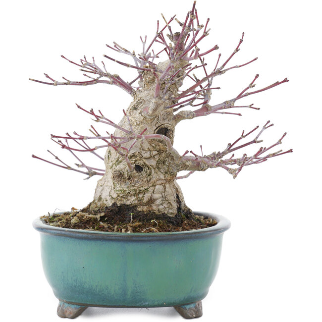Acer palmatum, 15,5 cm, ± 30 anni