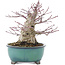 Acer palmatum, 15,5 cm, ± 30 anni