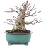 Acer palmatum, 15,5 cm, ± 30 jaar oud