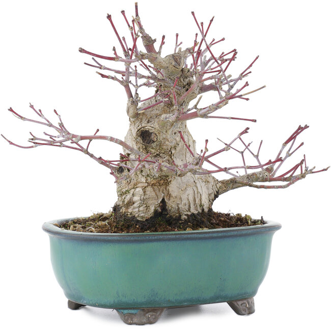 Acer palmatum, 15,5 cm, ± 30 anni