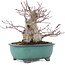 Acer palmatum, 15,5 cm, ± 30 anni