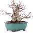 Acer palmatum, 15,5 cm, ± 30 Jahre alt