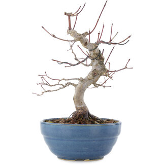 Acer palmatum, 21,5 cm, ± 20 años