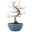 Acer palmatum, 21,5 cm, ± 20 ans
