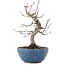 Acer palmatum, 21,5 cm, ± 20 anni
