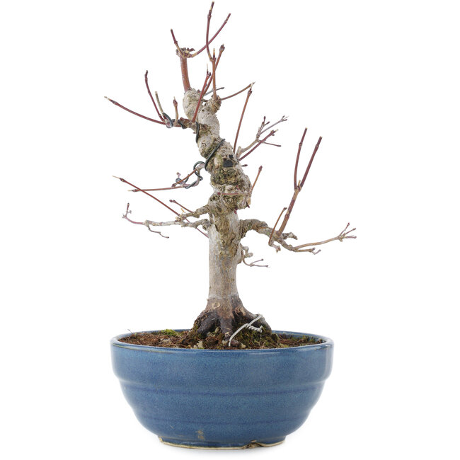 Acer palmatum, 21,5 cm, ± 20 jaar oud