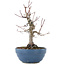 Acer palmatum, 21,5 cm, ± 20 anni