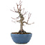 Acer palmatum, 21,5 cm, ± 20 ans