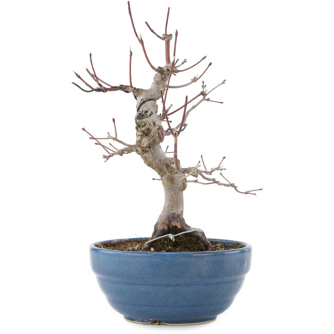 Acer palmatum, 21,5 cm, ± 20 Jahre alt