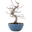 Acer palmatum, 21,5 cm, ± 20 years old