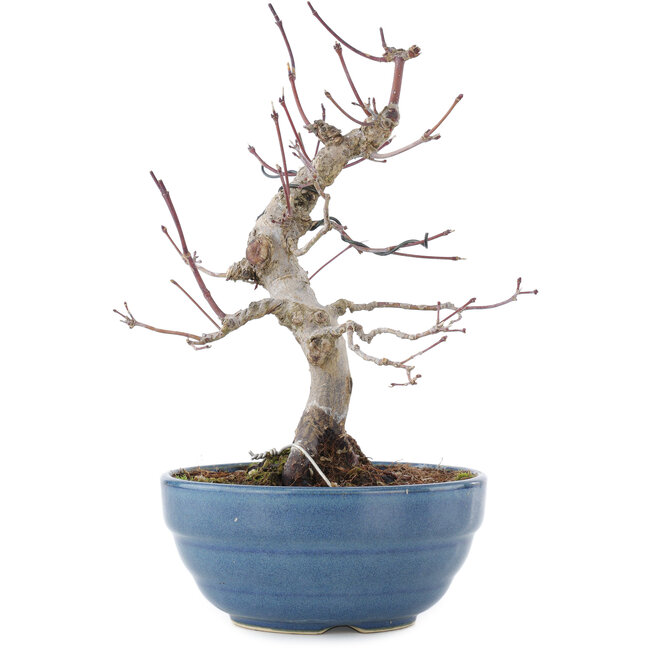 Acer palmatum, 21,5 cm, ± 20 years old