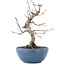 Acer palmatum, 21,5 cm, ± 20 anni