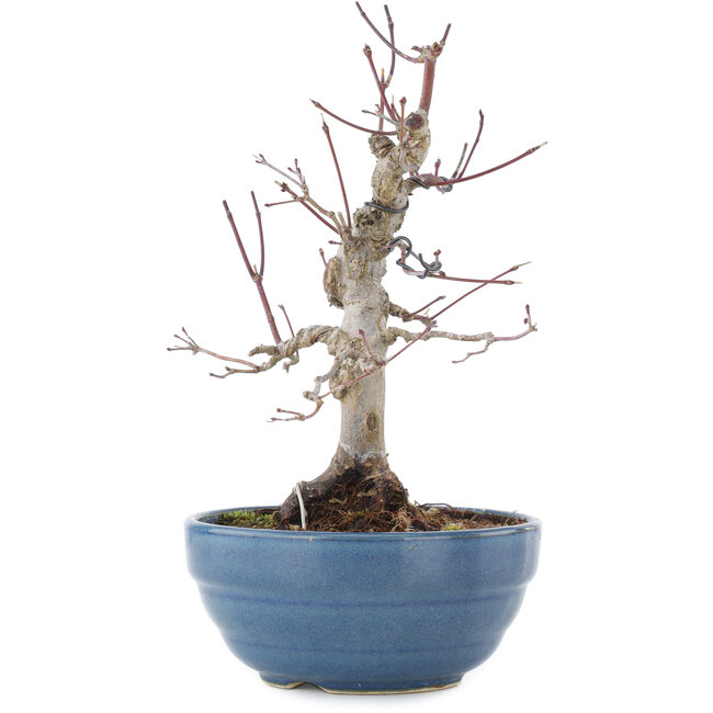 Acer palmatum, 21,5 cm, ± 20 ans